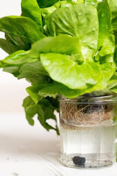 image of salad leaves in jar
