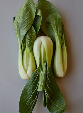 Choi sum on a white background 