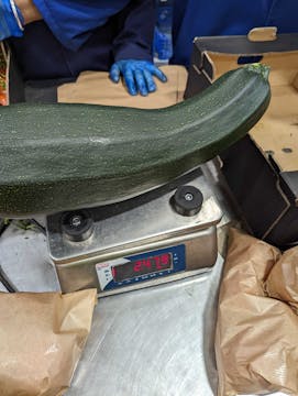 Oversized courgette