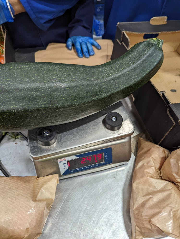 Oversized courgette on a scale