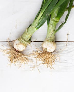 an onion on a white background