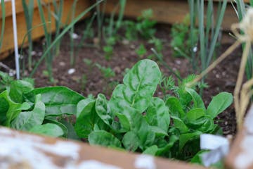 Veg growing