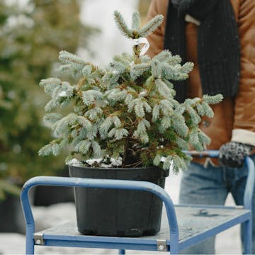 christmas tree on a cart