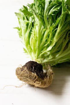 lettuce root on a white table