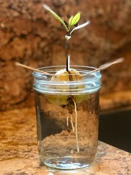 An avocado pit being grown in a jar of water. There's 2 sticks poked through the pit to keep it above water, just about touching the surface. 