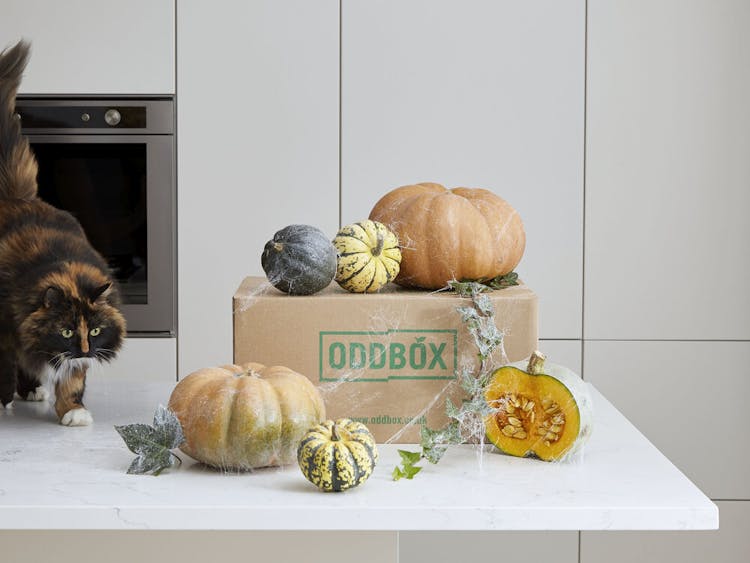 An Oddbox decorated with spiderwebs, surrounded by gourds. A cat is on the counter looking at the box. 