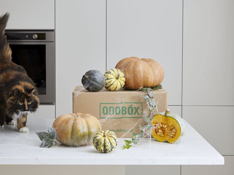 An Oddbox decorated with spiderwebs, surrounded by gourds. A cat is on the counter looking at the box.