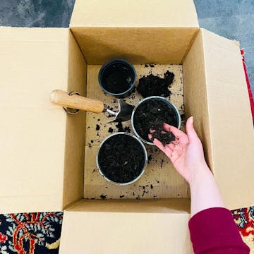 @Ma_dicken_M on Instagram using an Oddbox to pot their plants indoors.