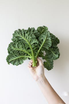 a person holding a bunch of kale against a white wall