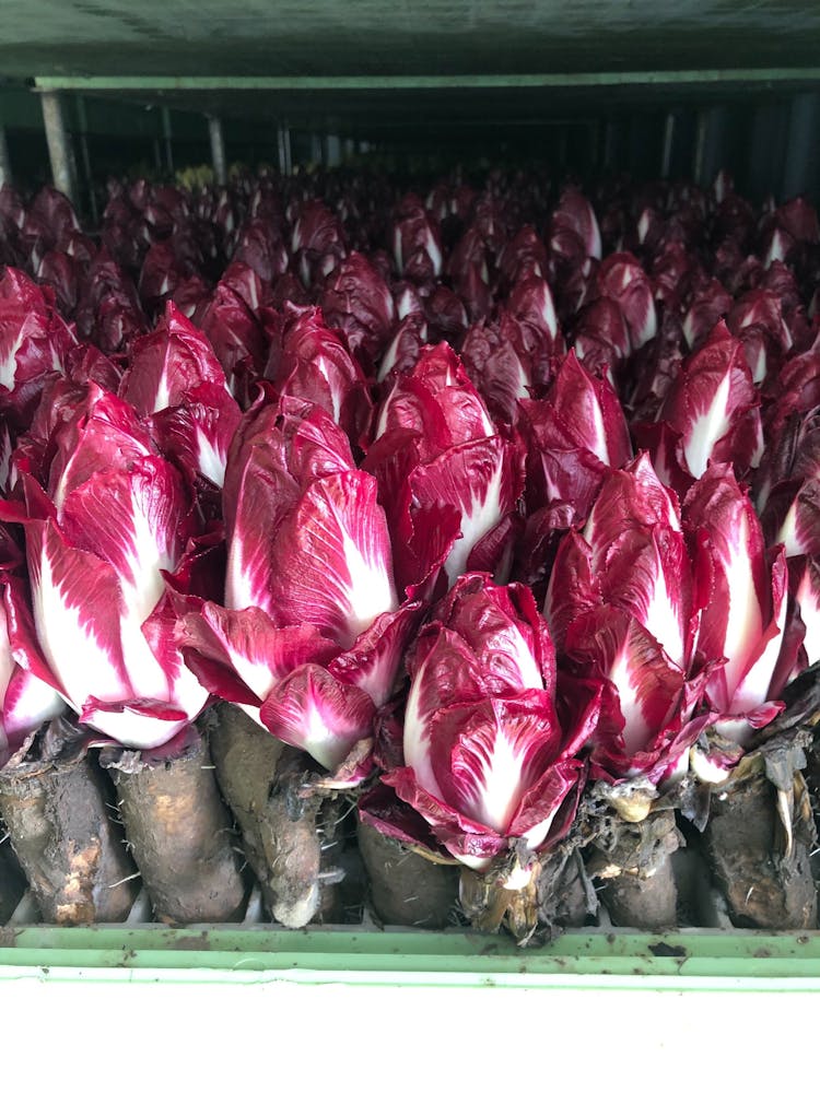 image of red chicory