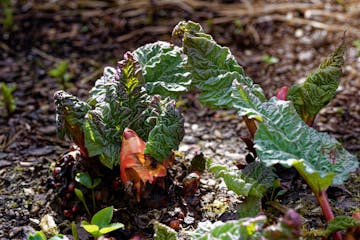 rhubarb ready to be harvested 