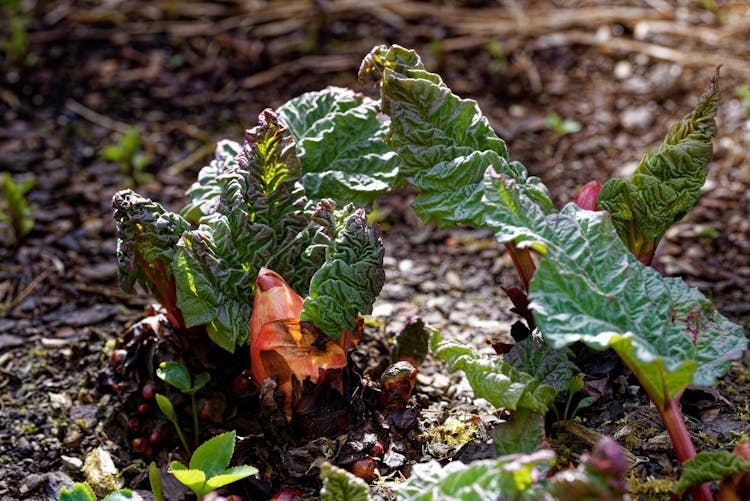 rhubarb ready to be harvested 