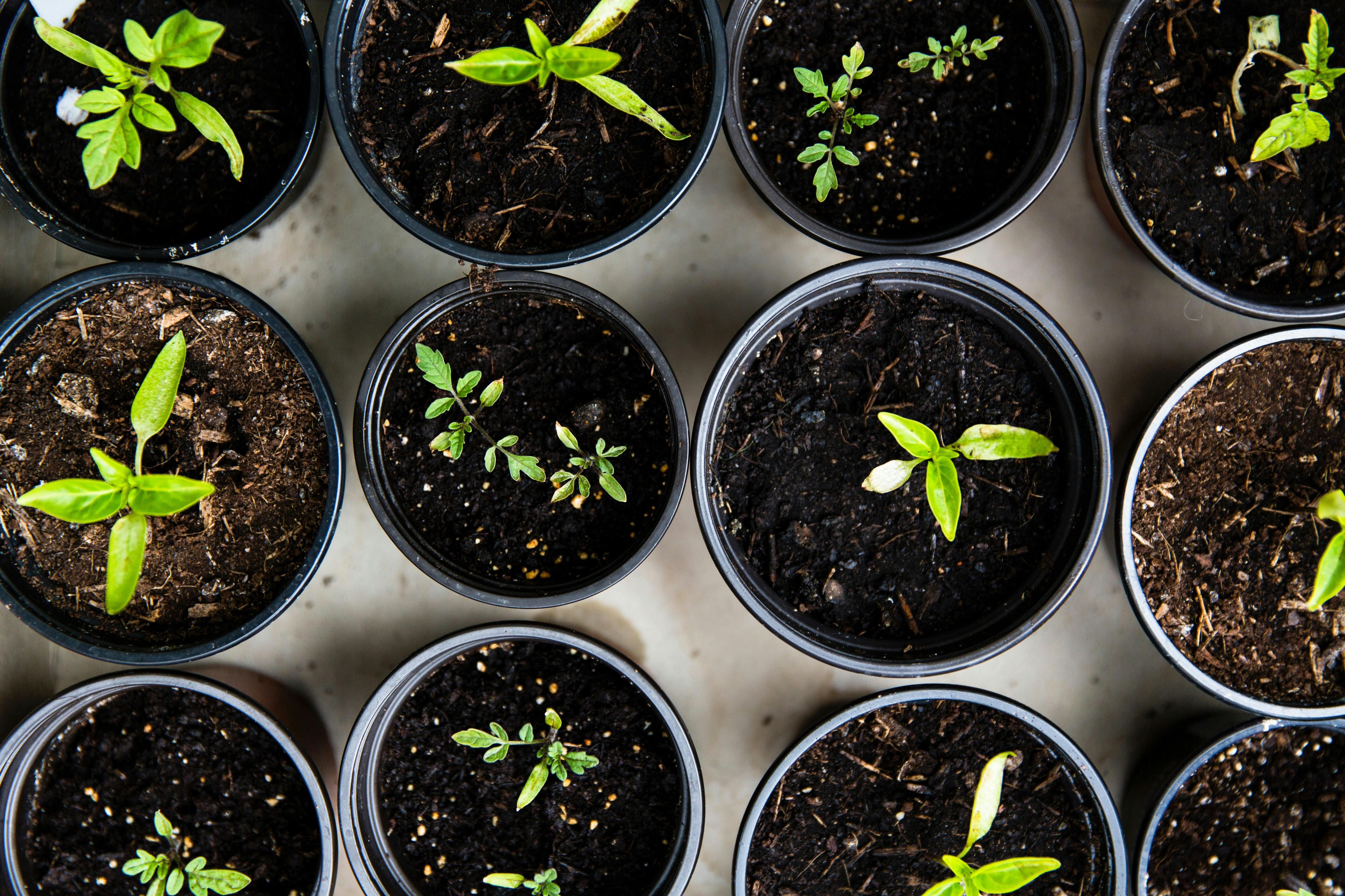 Crops in pots: success with vegetable container gardening