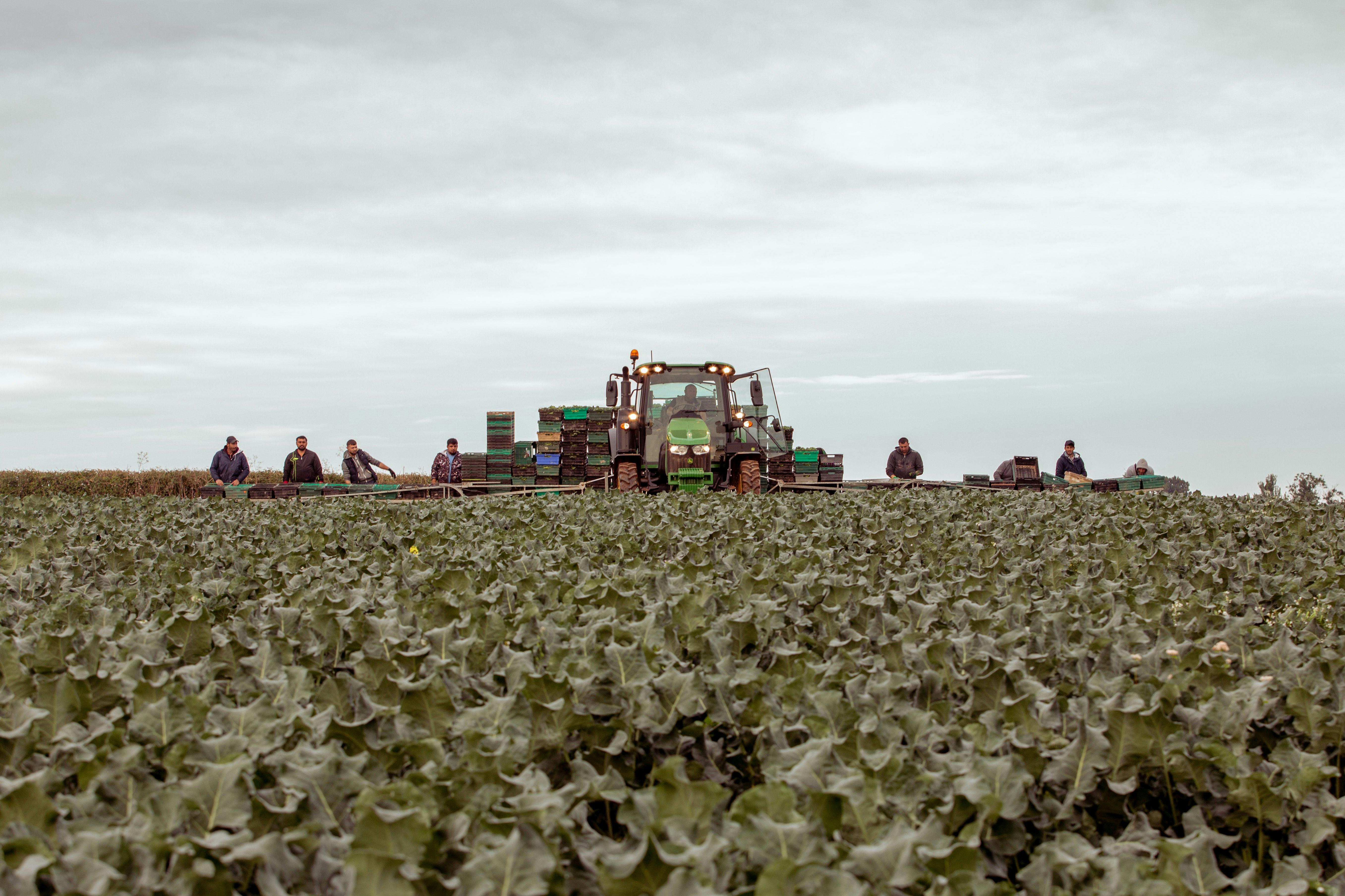 farmers harvesting crops in a field 