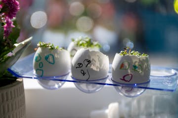eggshells growing plants inside