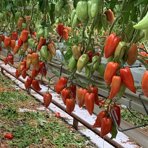 tomatoes at different stages of ripeness