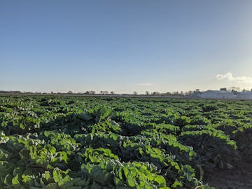 A field of veg