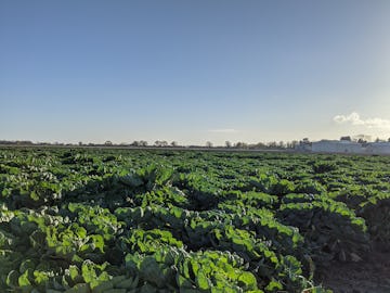 A field of veg