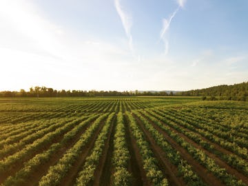 image of farm