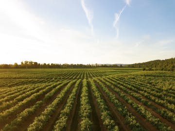 image of farm 