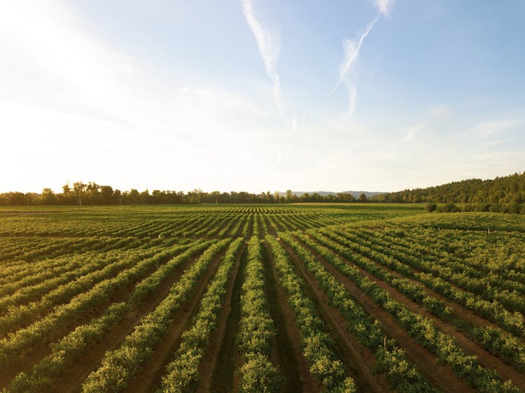 image of farm