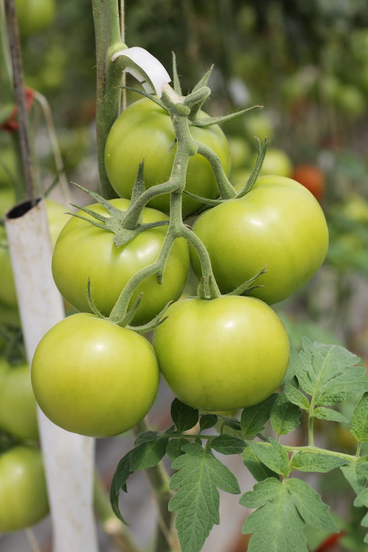 Green tomatoes on the vine