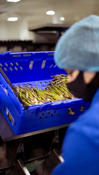 blue container of asparagus being processed by a female whos wearinb black face mask, blue shirt and light blue hairnet