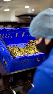 blue container of asparagus being processed by a female whos wearinb black face mask, blue shirt and light blue hairnet 