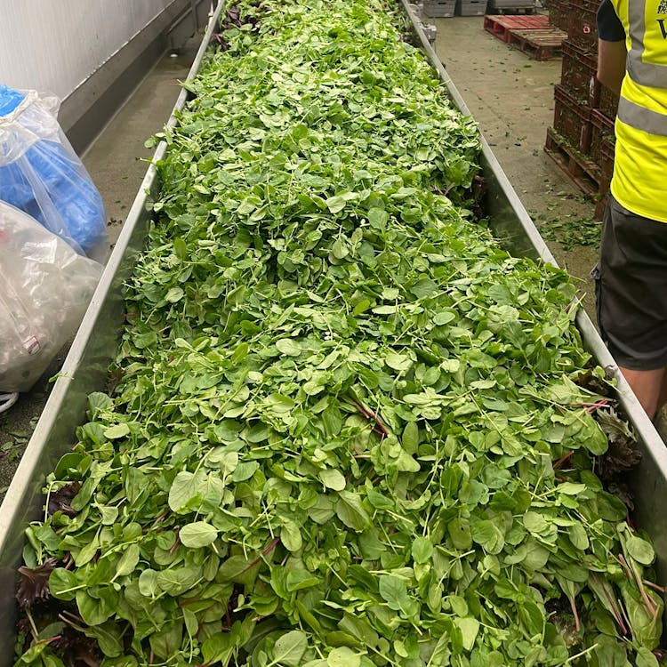 Salad leaves being processed