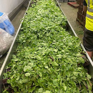 Salad leaves being processed