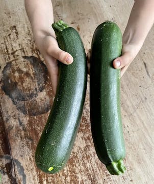 2 big sized courgette being held 