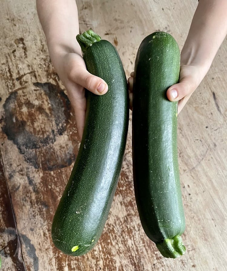 2 big sized courgette being held