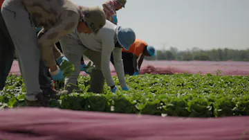 pickers picking lettuce on the field