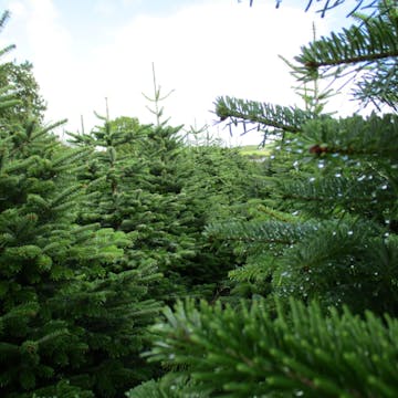 forest of christmas trees
