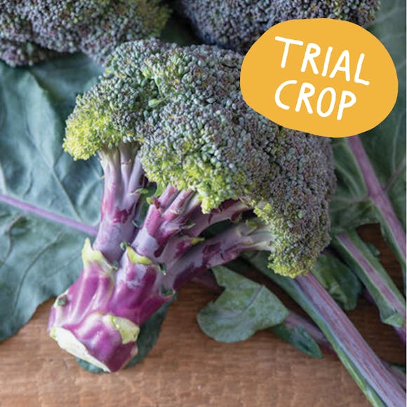 British Purple Calabrese Broccoli