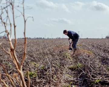 A grower works on a crop.
