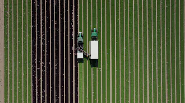 drone shot of salad fields with tractor