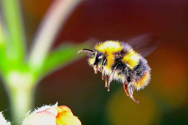 image of bumble bee