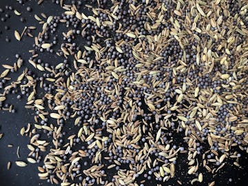 toasted cumin seeds, fennel seeds and black mustard seeds in a dry pan