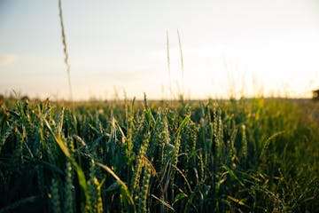 green wheat crop