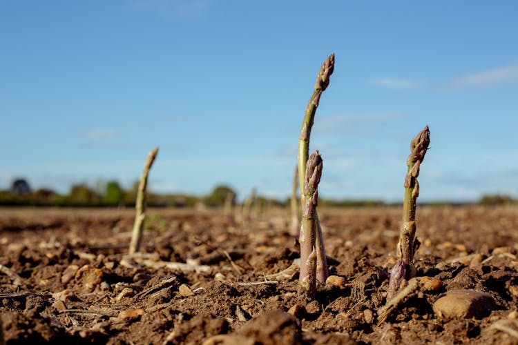asparagus being grown without the use of GMO