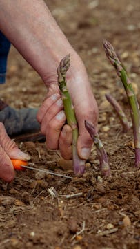 Asparagus being picked