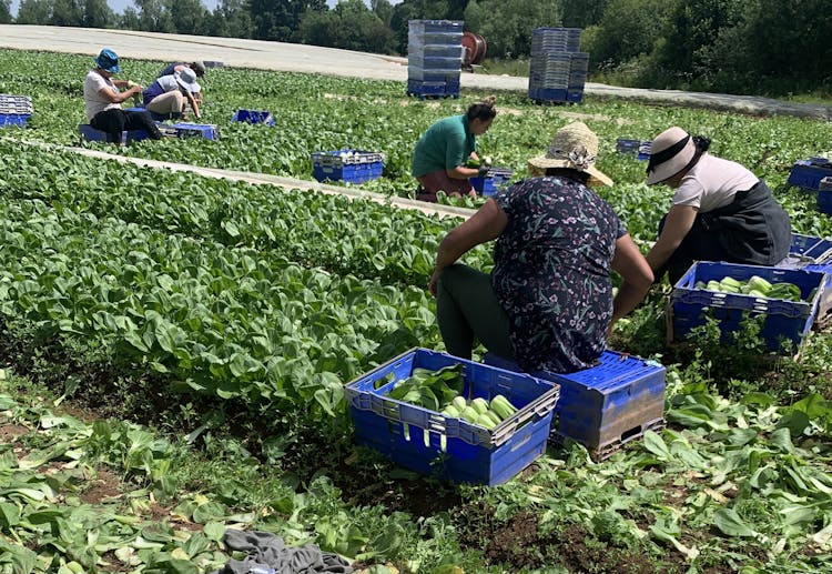 People picking crops from the farm