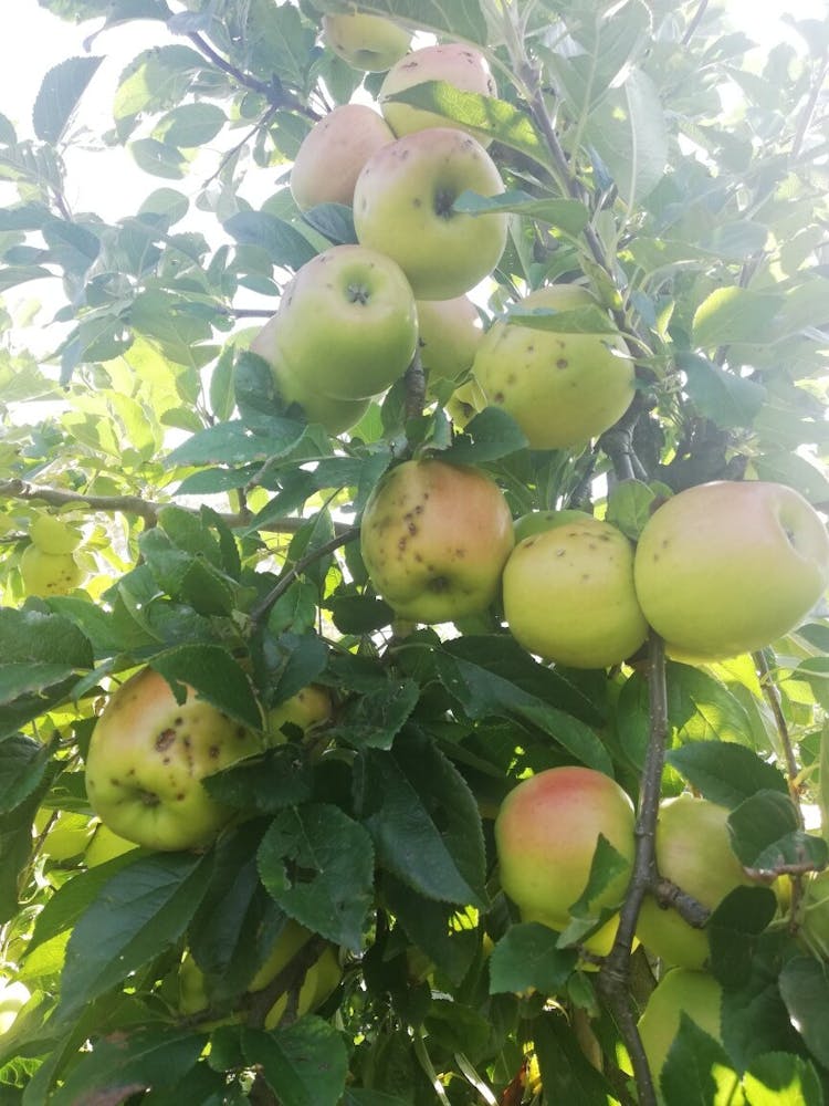 image of hailstorm apples