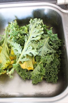 fresh colourful kale being washed