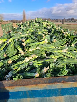 Spring onions in a container