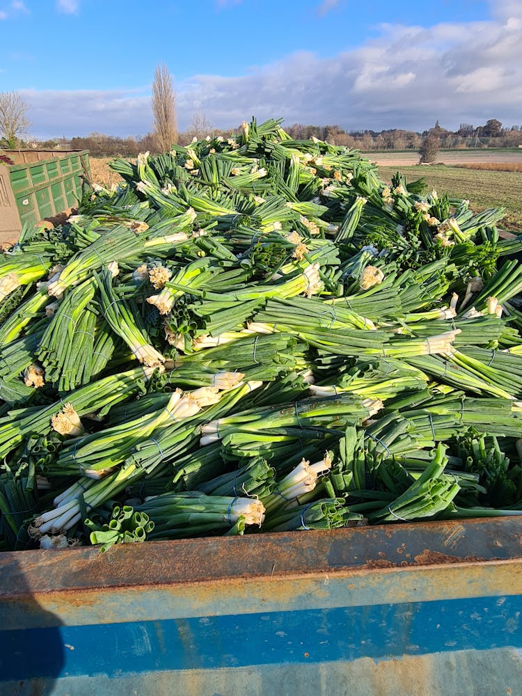 Spring onions in a container