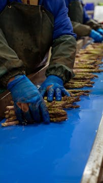 asparagus in the process of being packed 
