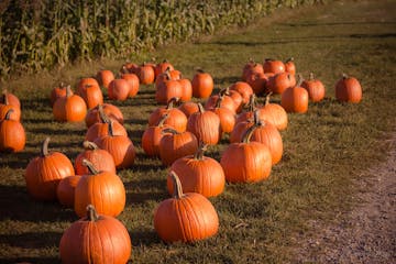 Leftover pumpkins on a field
