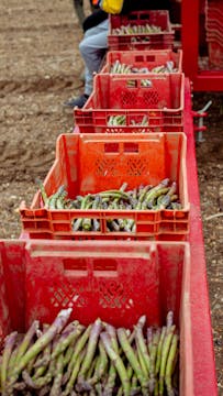 containers aligned filled with freshly picked asparagus